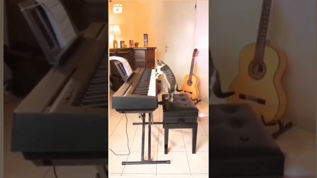 #music_cat #piano #cutecat #cute_kitten🐈🐱😹😻 смотреть онлайн