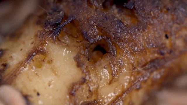 Эксперименты на животных: как долго личинки едят гамбургеры и фрукты? смотреть онлайн