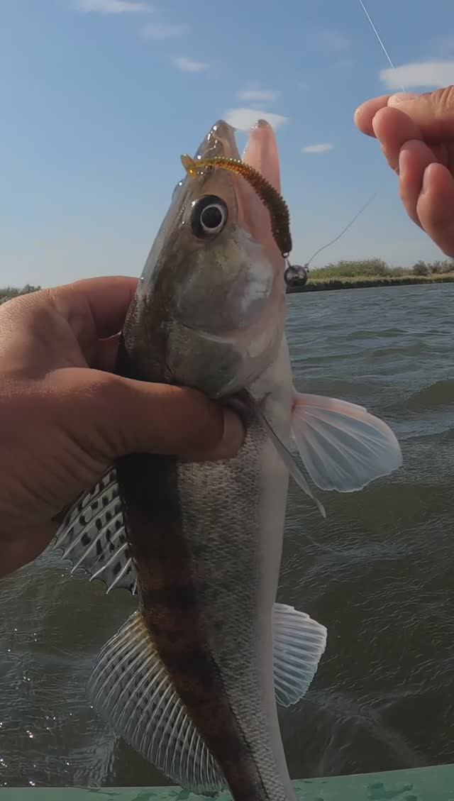 Судак на микроджиг 💪💪💪 смотреть онлайн