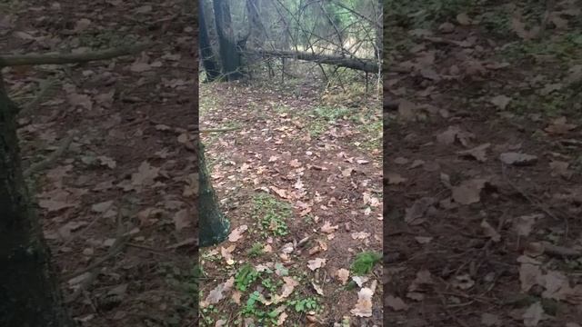 Грибы рядовки в Подмосковном лесу в ноябре. смотреть онлайн