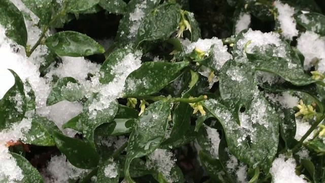 Sarcocoque à feuilles de ruscus 'Sarcococca ruscifolia' Sous la neige mes fleurs état de siège смотреть онлайн