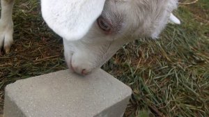 Коза лижет соль лизунец. АСМР.