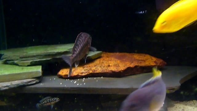 Wild caught Tyrannochromis Macrostoma смотреть онлайн