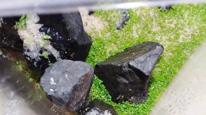 Семена почвопокровные растения в аквариум  с алеэкспресс