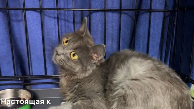 ЛУЛАМЕЯ смотреть онлайн