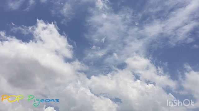 Young Racing Pigeons Flying over the Kingston Harbour- 8 Miles h смотреть онлайн