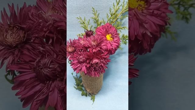Садовая красная хризантема ? #черенкихризантемы смотреть онлайн