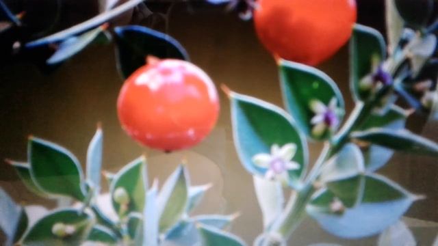 Иглица: лечебные свойства и противопоказания.