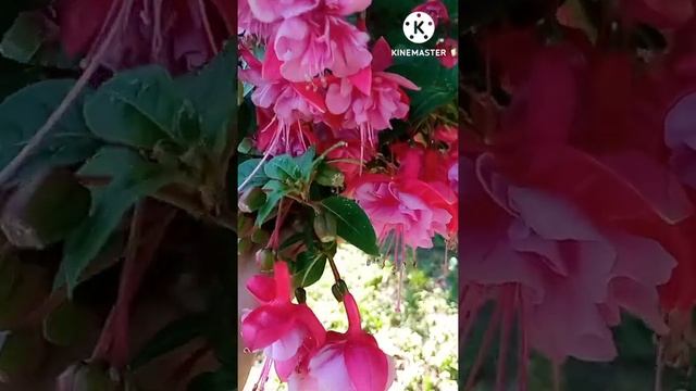 #shorts #цветет фуксия La Rosita смотреть онлайн