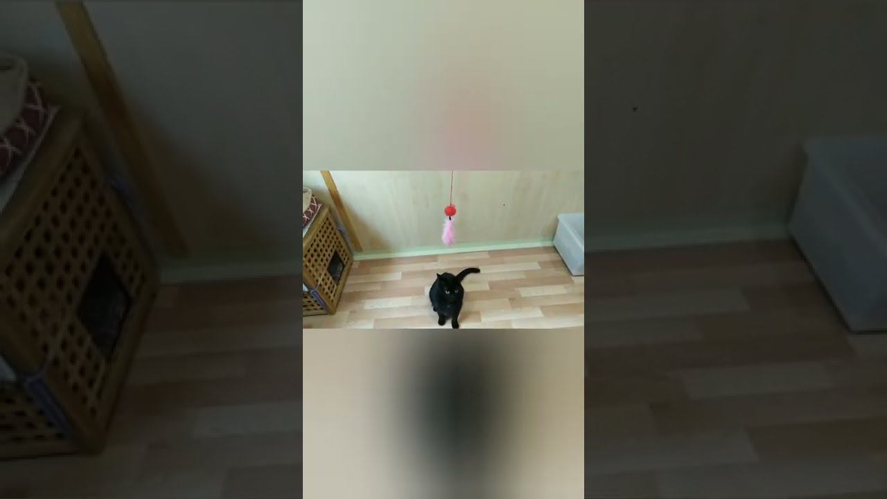 #Shorts#Я тебя поймаю!