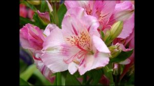 Альстромерия цветы