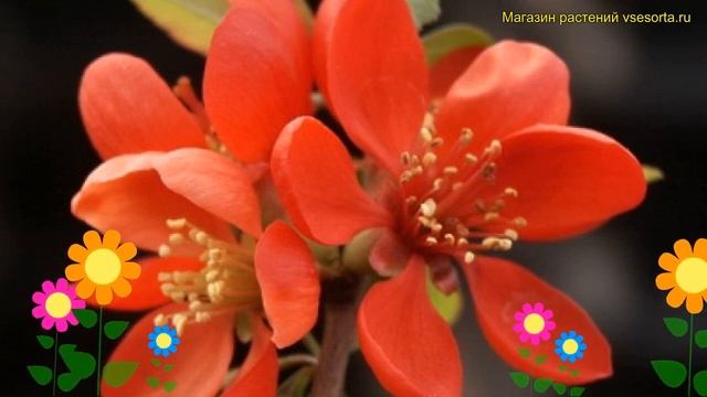 Айва великолепная боуль де фё. Краткий обзор, описание Chaenomeles Superba Boule De Feu