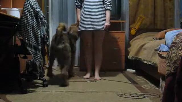 Эрдельтерьер) смотреть онлайн