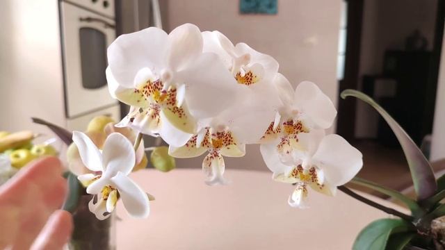 Обработка орхидей от клеща. Цветение стюартиана пико чип цветущий азиатский фаленопсис биг лип. ухо смотреть онлайн