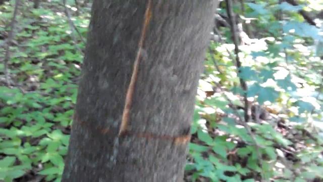 Деревянные проекты для дома