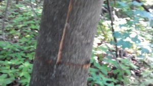 Как снять кору с дерева. ЭТО ОЧЕНЬ ПРОСТО