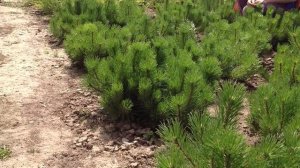 Сосна горная. Pinus mugo var. pumilio