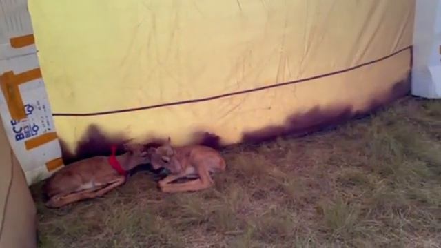 У нас новый детеныш сайгака в питомнике "ASAR Live" смотреть онлайн