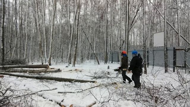 Троицк. Вырубка на Октябрьском проспекте 04.01.2015 смотреть онлайн