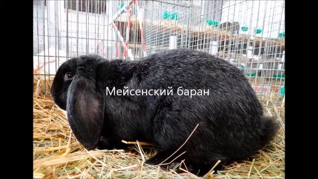 Кролики породы Баран. Разновидности смотреть онлайн
