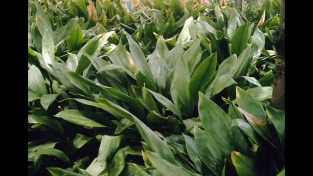 Aspidistra - Aspidistra Plant