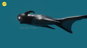 Fish eat Fish   Comparison   3D animation