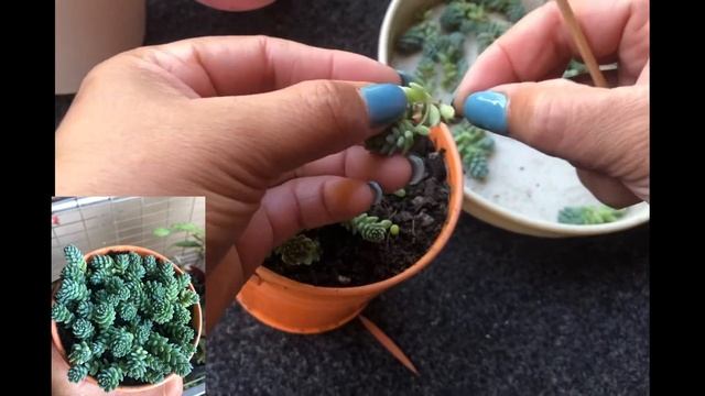 Repotting Sedum Dasyphyllum Major смотреть онлайн