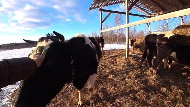 Замена стойки стабилизатора на дастр // Коровки хотят домой смотреть онлайн