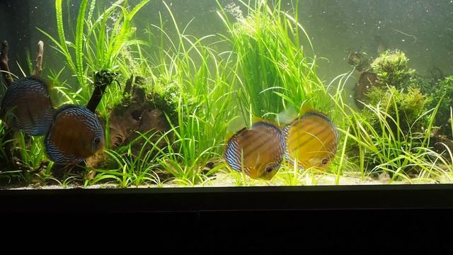 Wild Discus Guariba смотреть онлайн