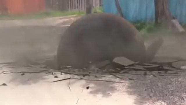 Весёлый гундос смотреть онлайн