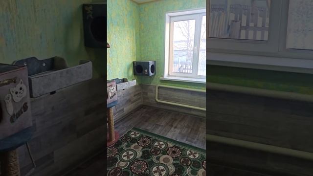 обзор дома для кошек (дачи) смотреть онлайн