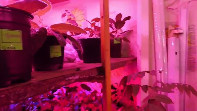 ПОДСВЕТКА ДЛЯ КОМНАТНЫХ ЦВЕТОВ В ДОМАШНИХ УСЛОВИЯХ ! смотреть онлайн