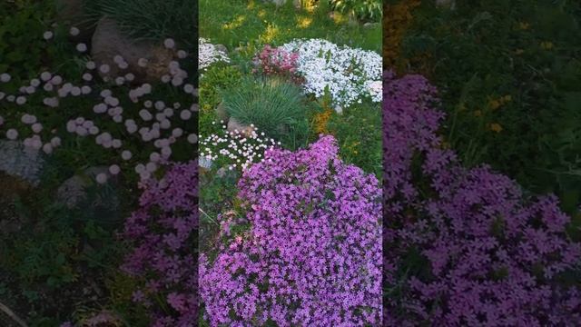 Клумба шиловидных флоксов и георгин, который зацвел в июне смотреть онлайн