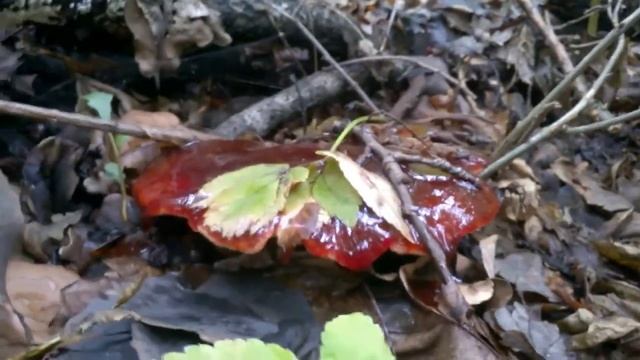 Идем в лес находим огромный красный гриб со слизью Forest Big red mushroom with slime смотреть онлайн