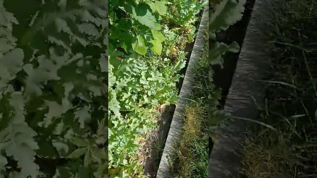 Ежевики будет много. Ежевика смотреть онлайн