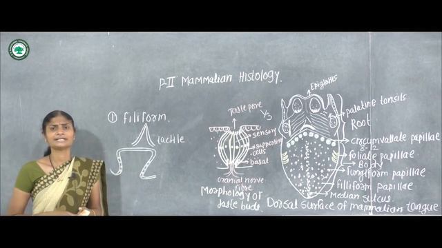 T.Y.B.Sc.(Zoology) || Topic: Histology of Tongue|| By Prof. Pol S.B. смотреть онлайн