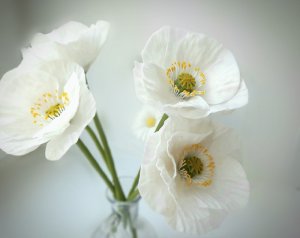 МК Белый мак из холодного фарфора.