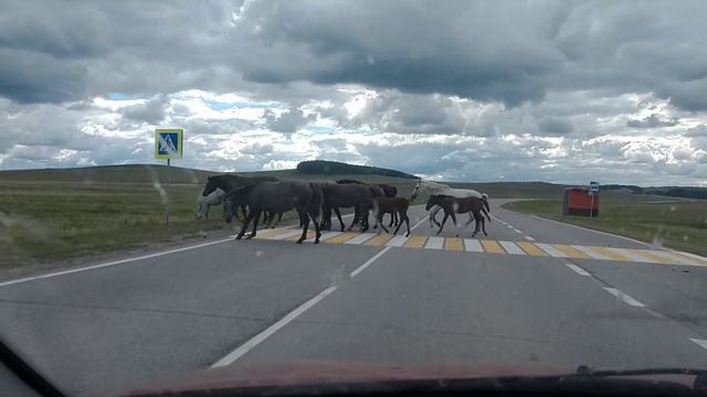 Спутанные лошади с жеребятами переходят шоссе. смотреть онлайн