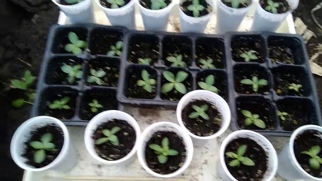 Как выросла рассада #арбузов, #дынь, #базилика, #эустомы, #лобелии, виолы в теплице 3 мая 2020 смотреть онлайн