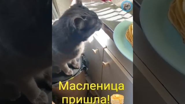 Смешные животные #156.mp4 смотреть онлайн