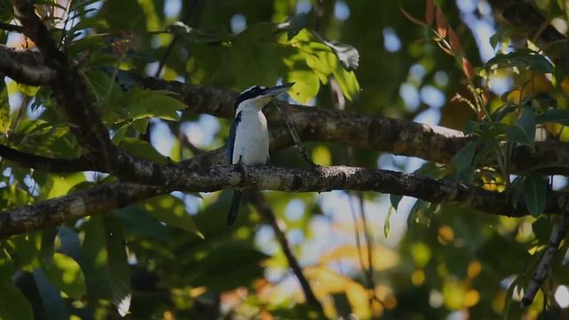 Sombre Kingfisher facts | Amazing Animals смотреть онлайн