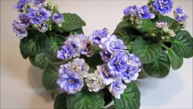 Optimara Yosemite II - African Violet Review