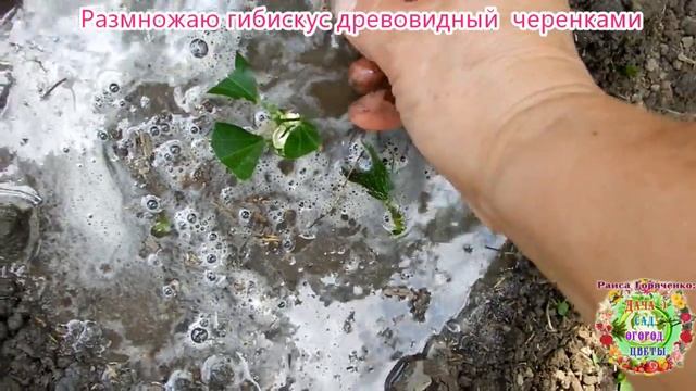Размножаю гибискус древовидный черенками смотреть онлайн