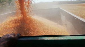 Уборка кукурузы, 2023,  лидер по урожаю сорт Моторикс.