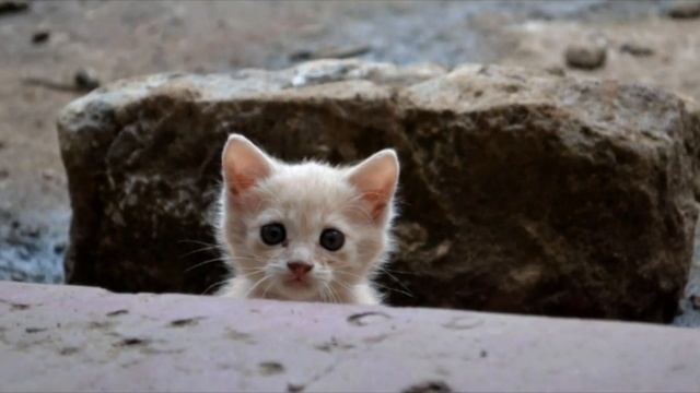 Мужчина выставил котят на улицу. Каждый день проходил и делал вид, что не видит их! смотреть онлайн