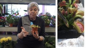 Уход и выращивание Венерины Мухоловки в домашних условиях ➔  Дионея комнатная  ➔ Советы цветоводам