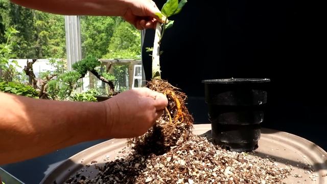 Repotting My Young Banyan Tree, The Bonsai Zone, June 2023 смотреть онлайн