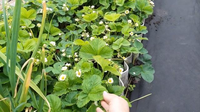 КЛУБНИКА.Шикарный урожай при минимальном уходе. смотреть онлайн