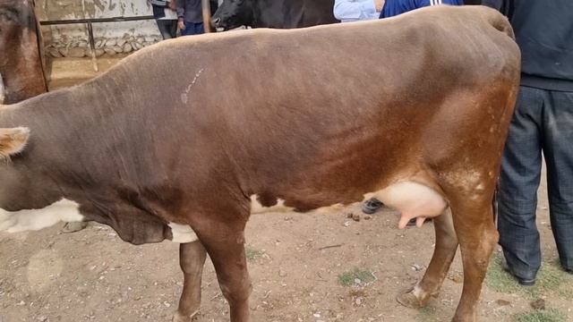 Щвец порода Тергачи Жума Мол Бозори нархлари #sardoruz #tergachi