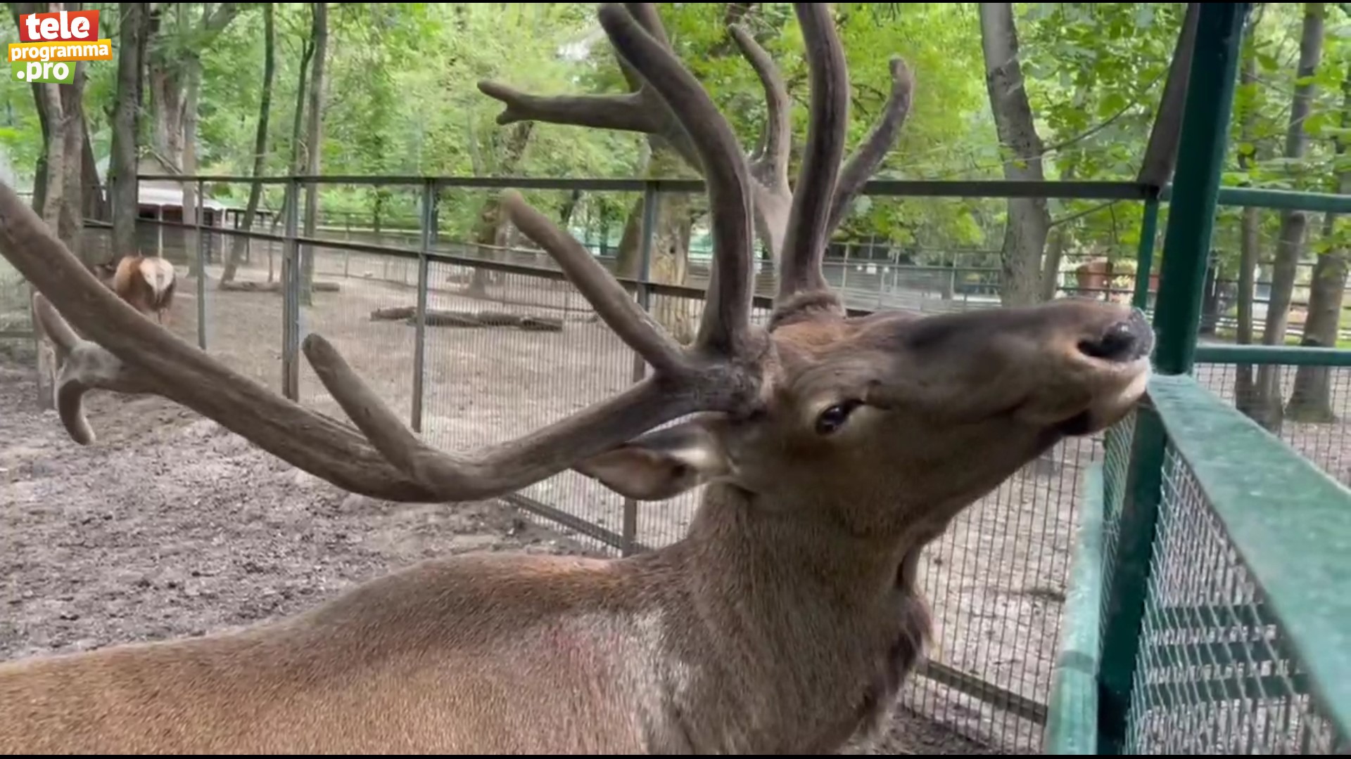 К какому семейству животных относятся европейская лань и алтайский марал смотреть онлайн